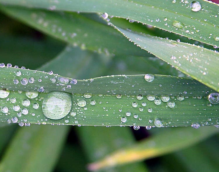 Dew