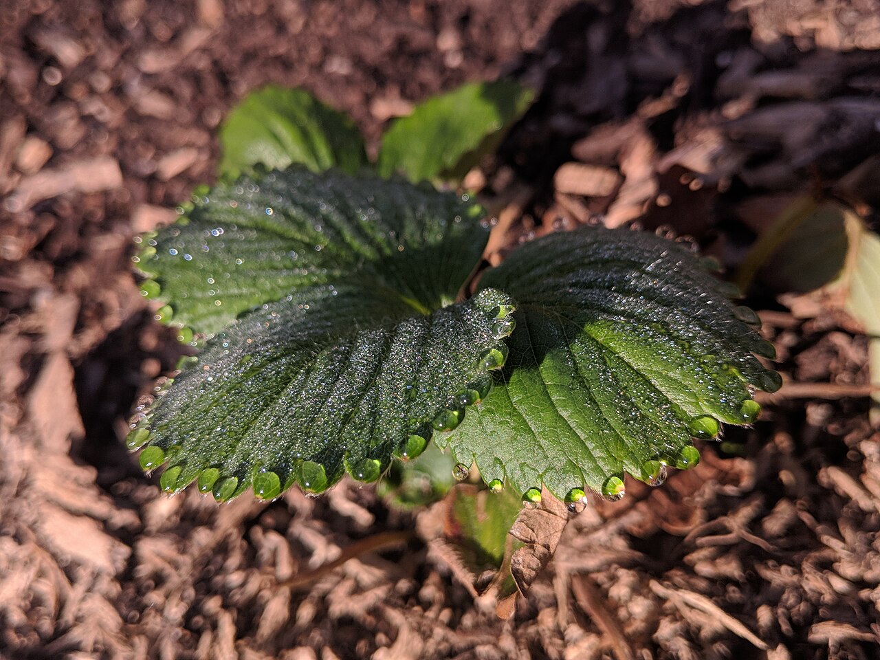 Dew