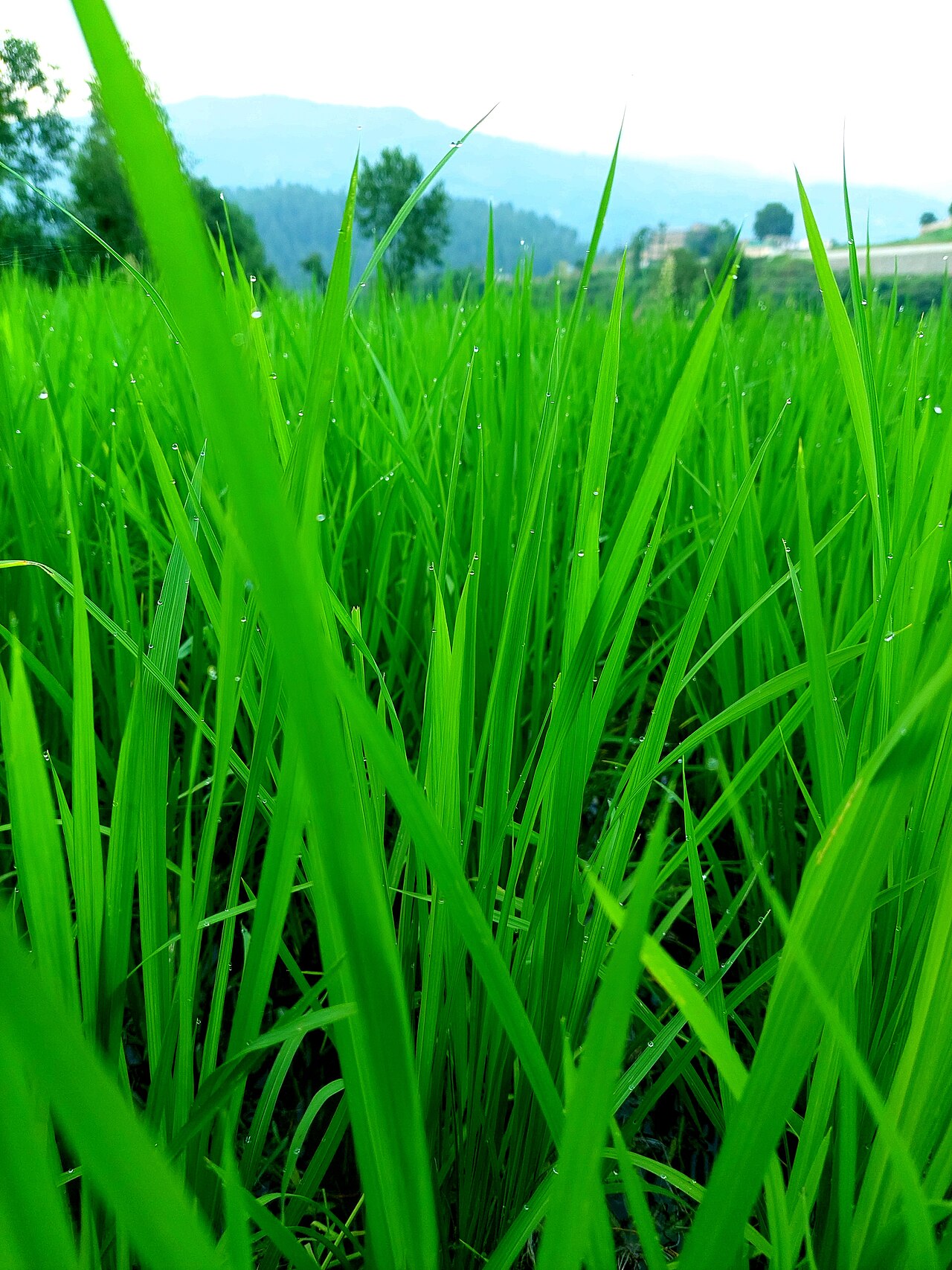 Dew