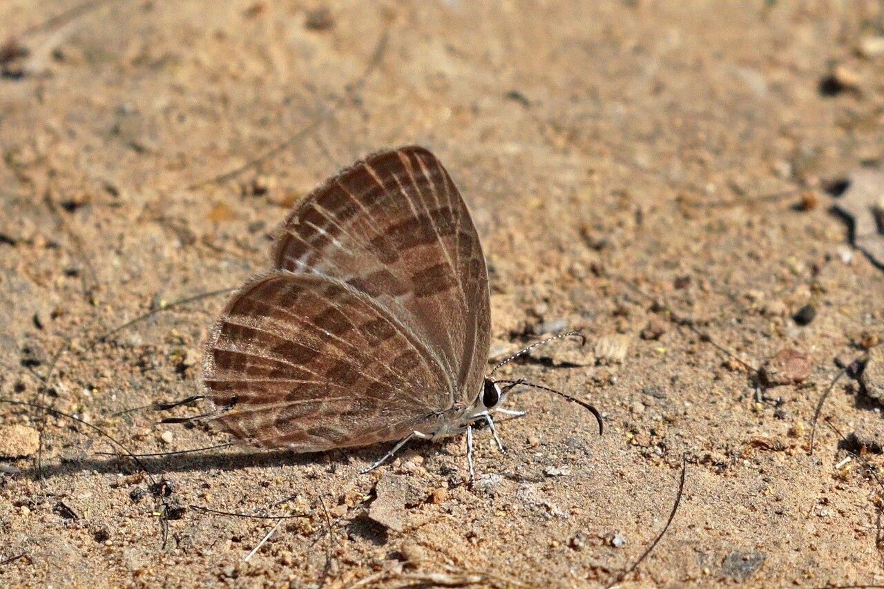 Dry season