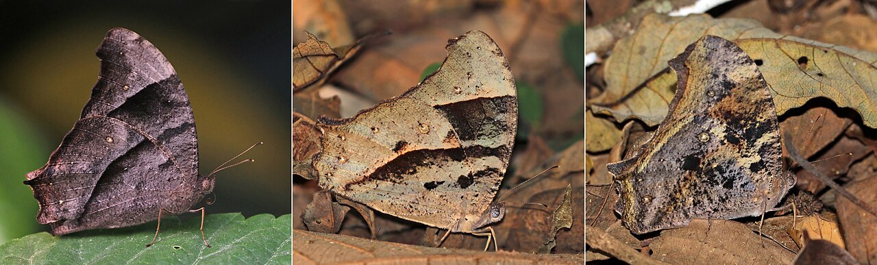 Dry season